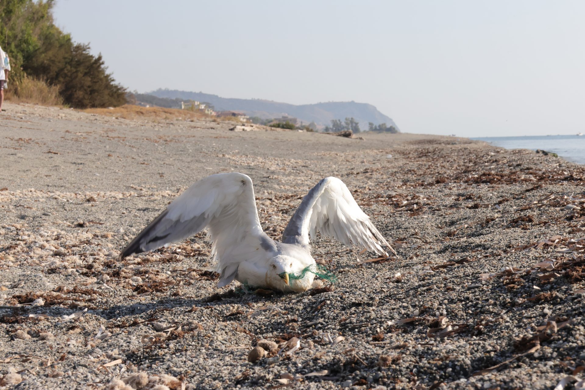 Gabbiano, intrappolato in rifiuti plastici su una spiaggia inquinata del sud Italia (Calabria Ionica).