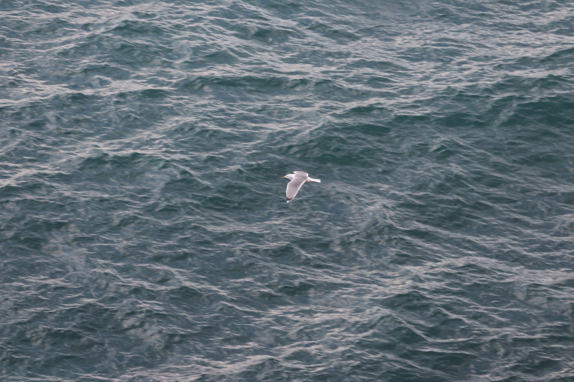 Gabbiano che vola libero sul mare
